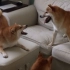 [柴犬Daifuku的日常]和小伙伴一起在家里愉快地玩耍╭(′▽`)╭(′▽`)╯