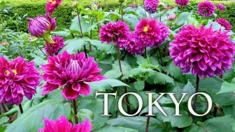 Summer Roses Of Keisei Rose Garden 21 In A Sudden Shower 京成バラ園 4k 哔哩哔哩 Bilibili