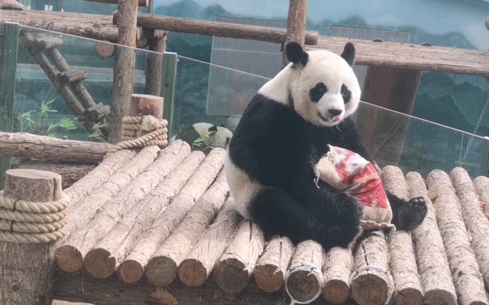 【大熊猫妙音】雪融融上线啦