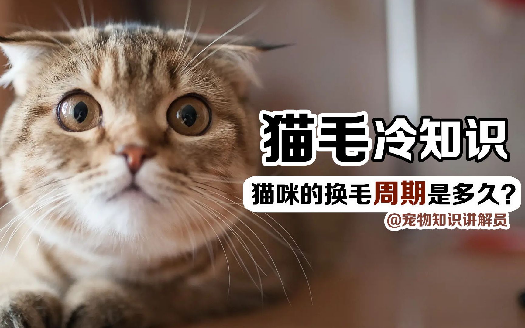 猫毛冷知识:如何让猫毛更加好看?猫的换毛周期是多长?哔哩哔哩bilibili