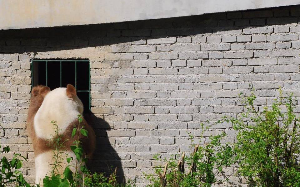 [图]20181030_《大熊猫妃妃仔》皮皮的妃妃仔，跟麻麻玩耍