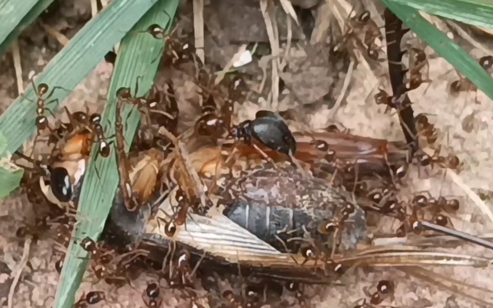 中华四节大头蚁搬运油葫芦