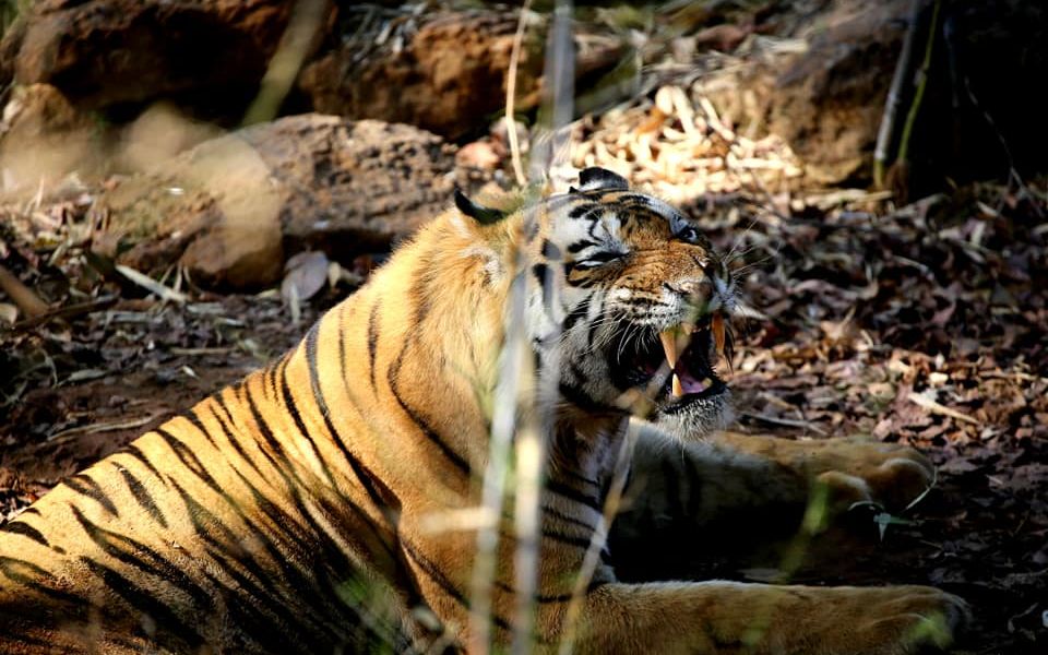 【班达伽】11岁的虎王t22—维伦继续坚守,喊你一起来泡澡喔!