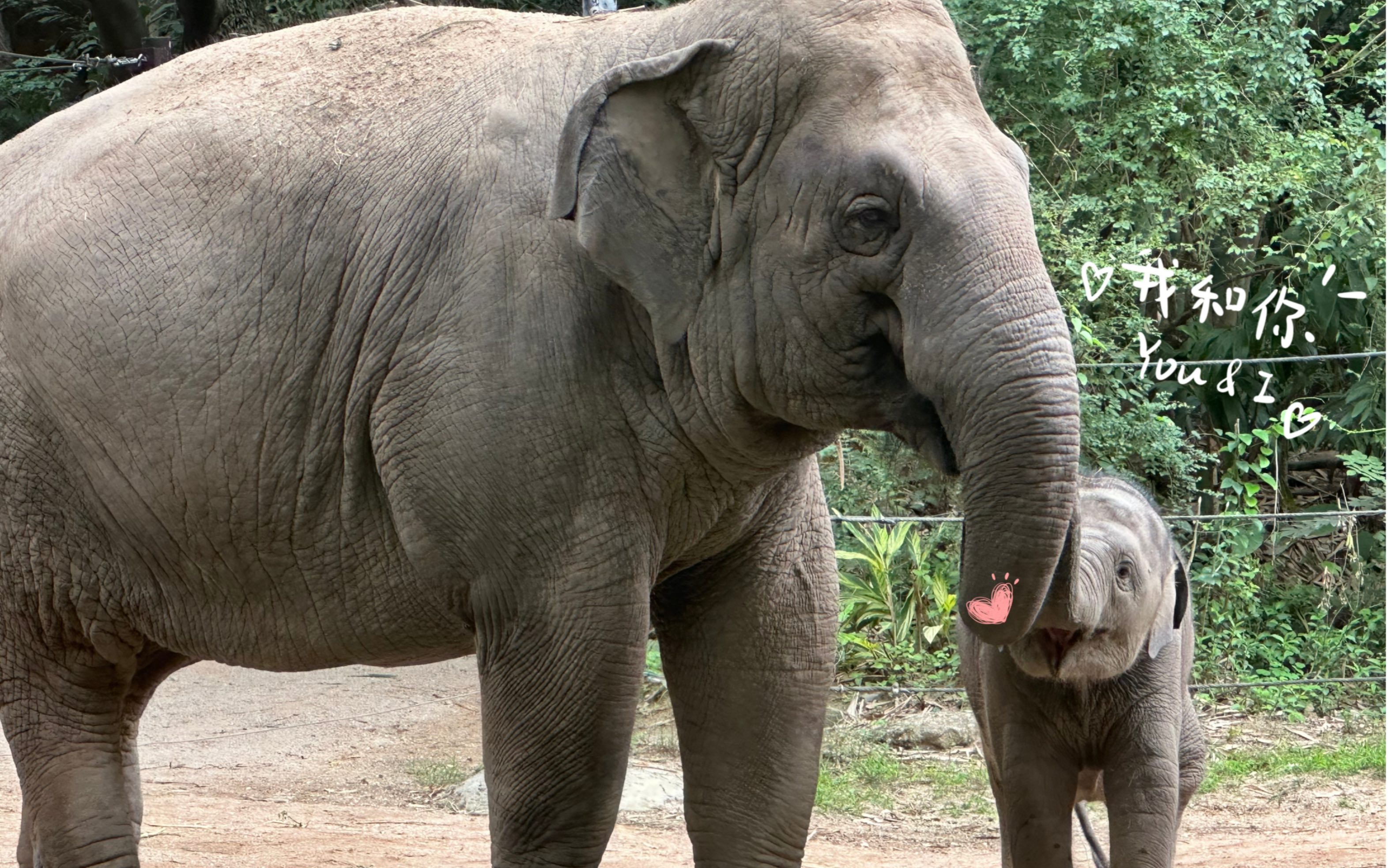 满眼都是你,最好的大猪姥姥