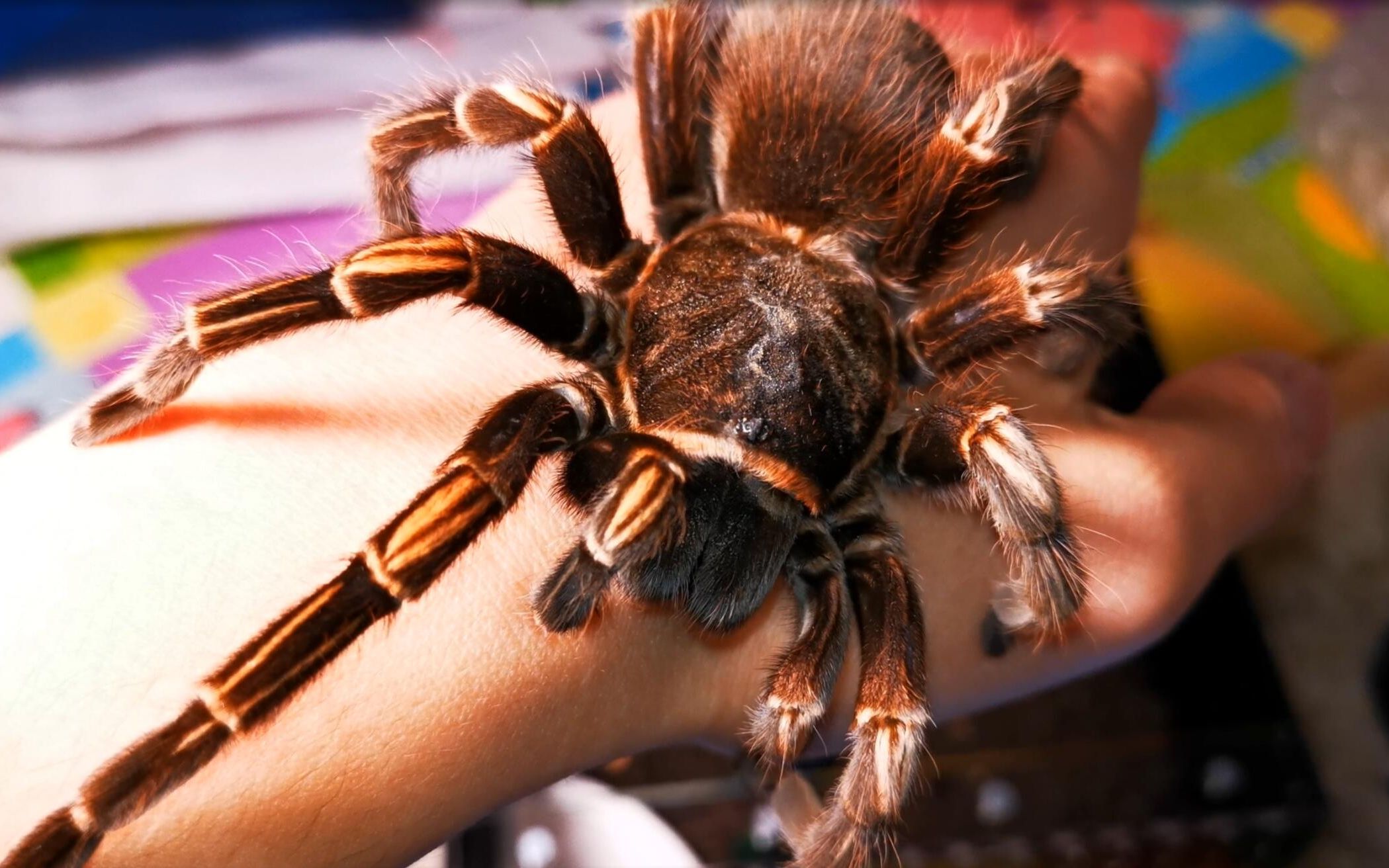 今天的开箱又是闪送惹的祸秘鲁巨人间纹橙间捕鸟蛛18cm成体母