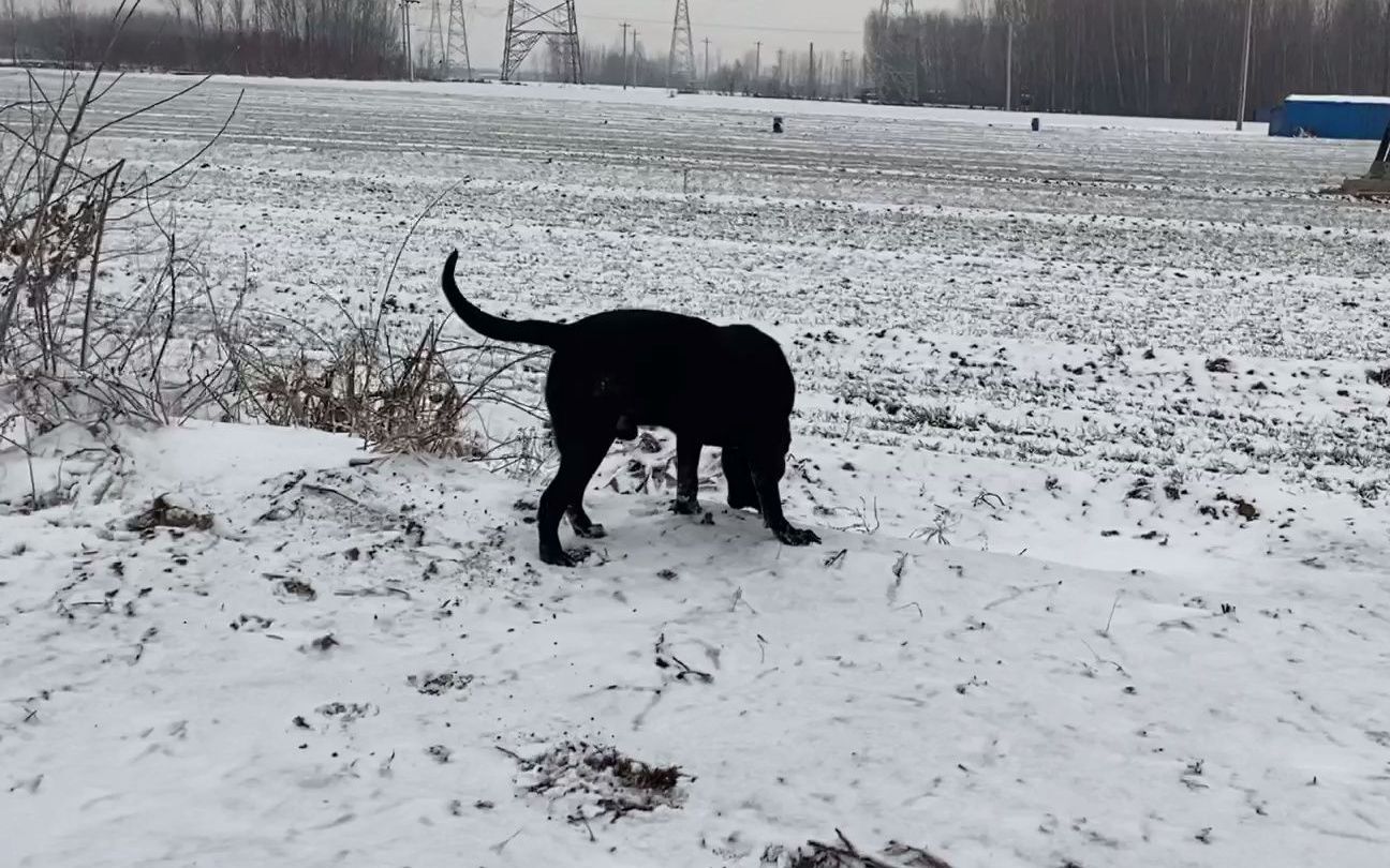 都说黑狗辟邪,雪地上的黑狗看到了什么?既紧张又不愿离去哔哩哔哩bilibili