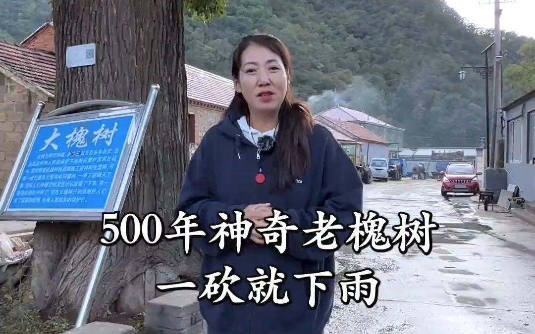 [图]这棵500多年的大槐树真是太神奇了，据当地百姓说它是明成祖朱棣所栽，修路砍它的时候还发生了奇怪的事