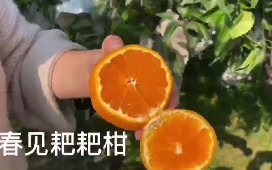 冬季出产的四川春见耙耙柑,脆嫩多汁,细腻化渣,清甜爽口哔哩哔哩bilibili