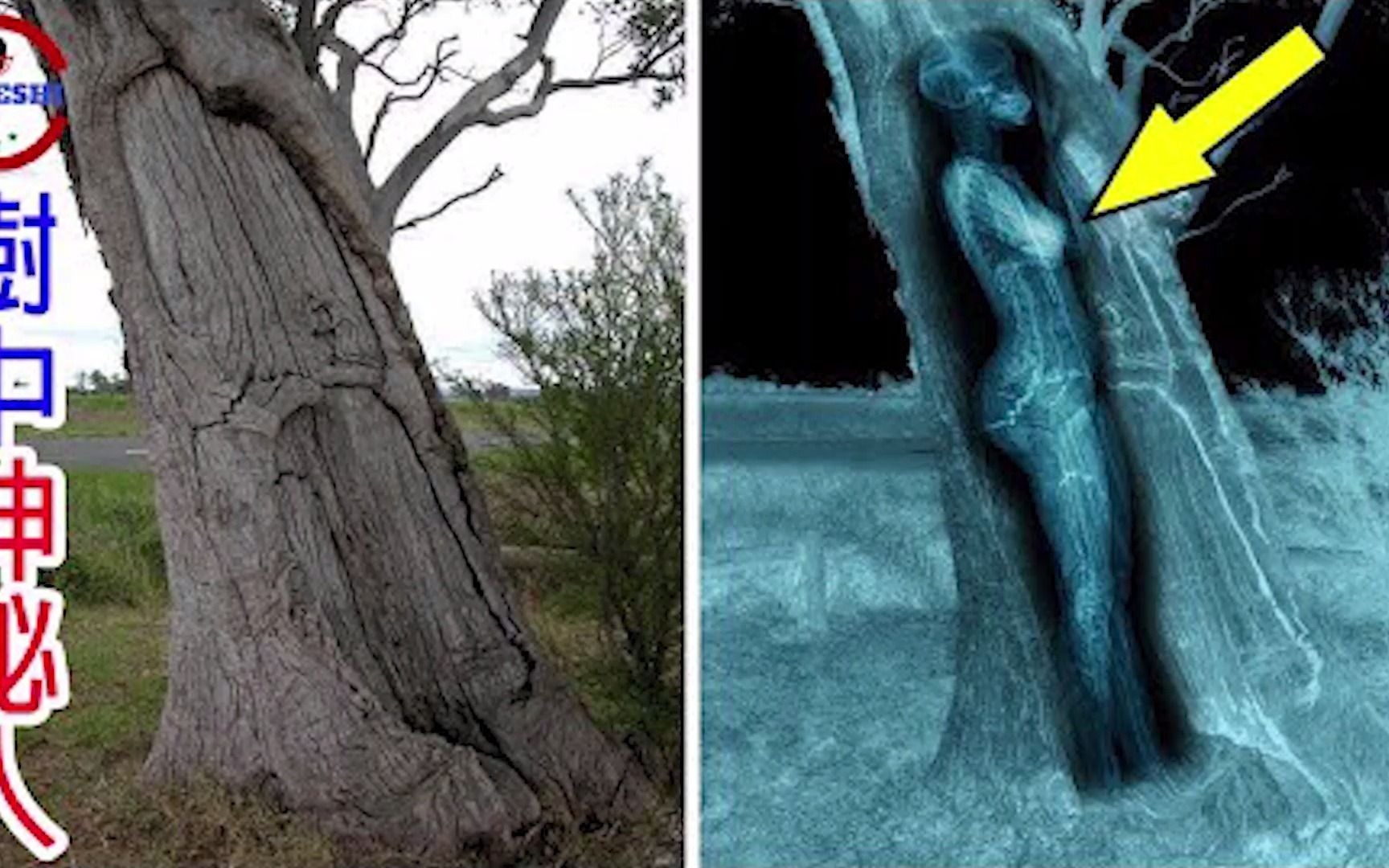 恐怖树中人的真相树木令人傻眼的特殊用途与现象令科学家不敢相信的树