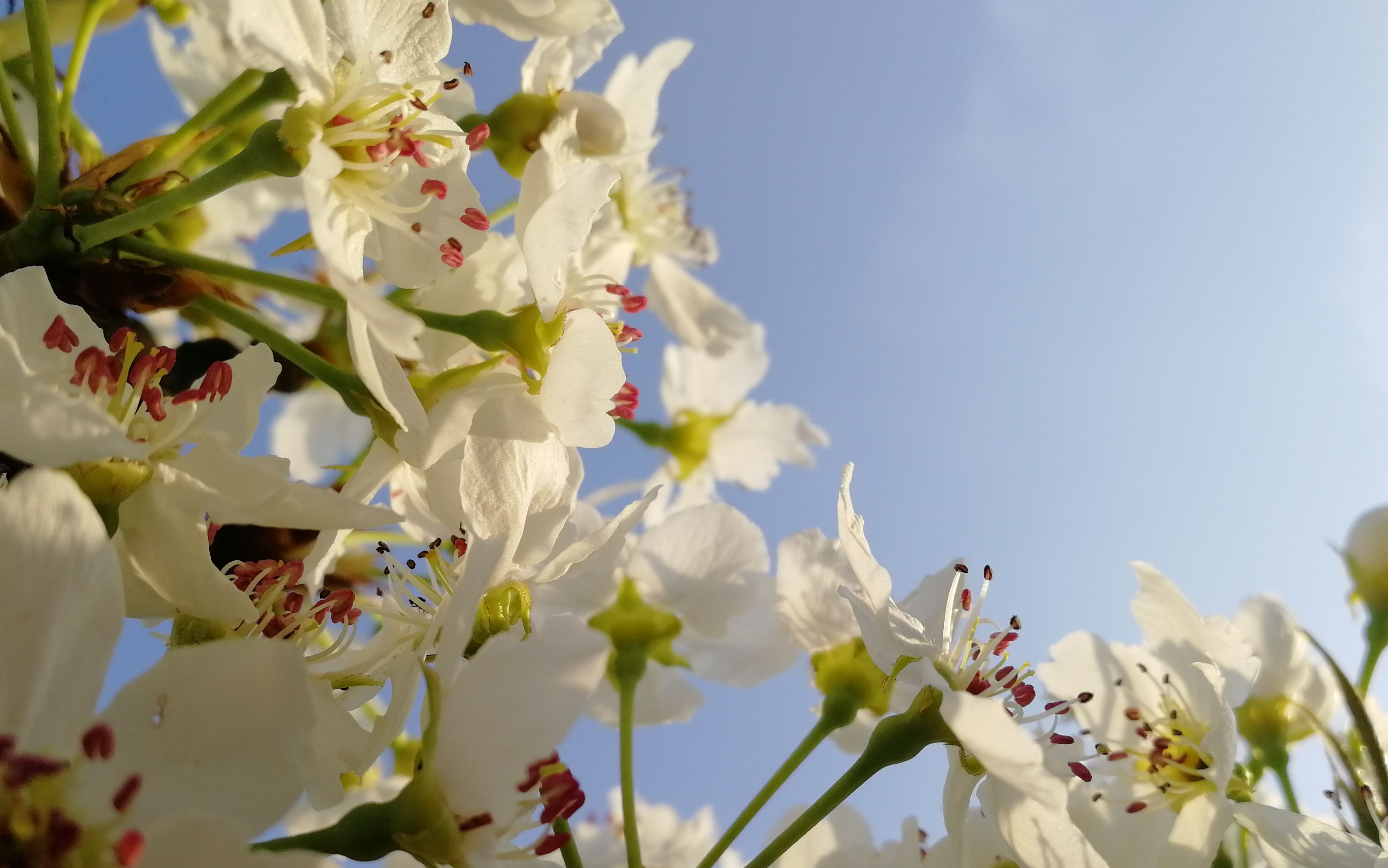 春三月|春天到了,带你云赏花!梨花可太美了!