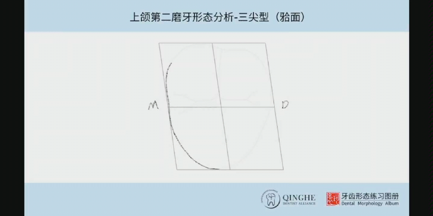 上颌牙齿形态学分析(合集)哔哩哔哩bilibili