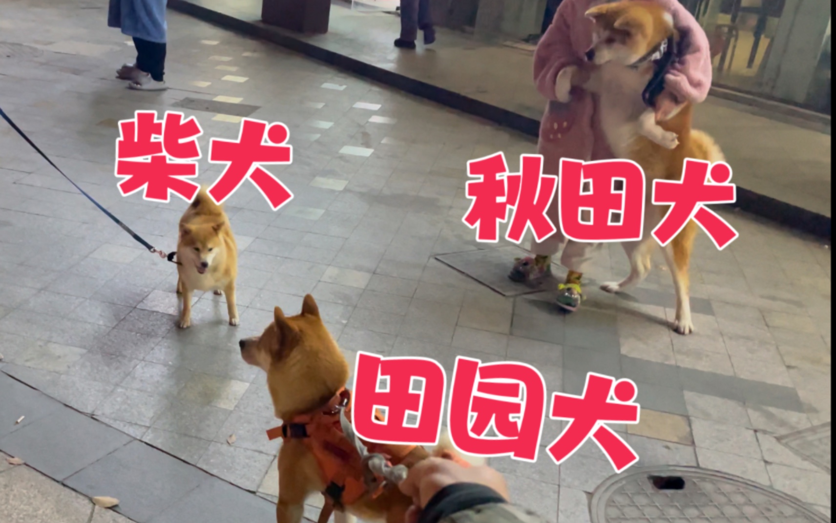 关于田园犬,秋田犬,柴犬最直观的对比哔哩哔哩bilibili