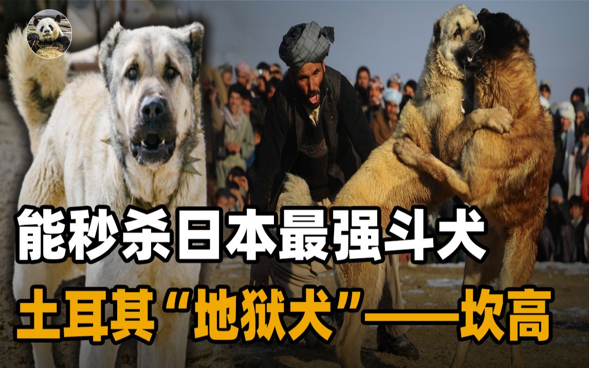 世界上最大的狗,竟能秒杀日本最强斗犬,见过的人都管它叫地狱犬哔哩哔哩bilibili