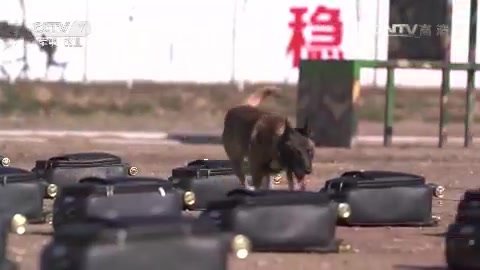 [图]《谁是终极英雄》神犬争雄（下集）