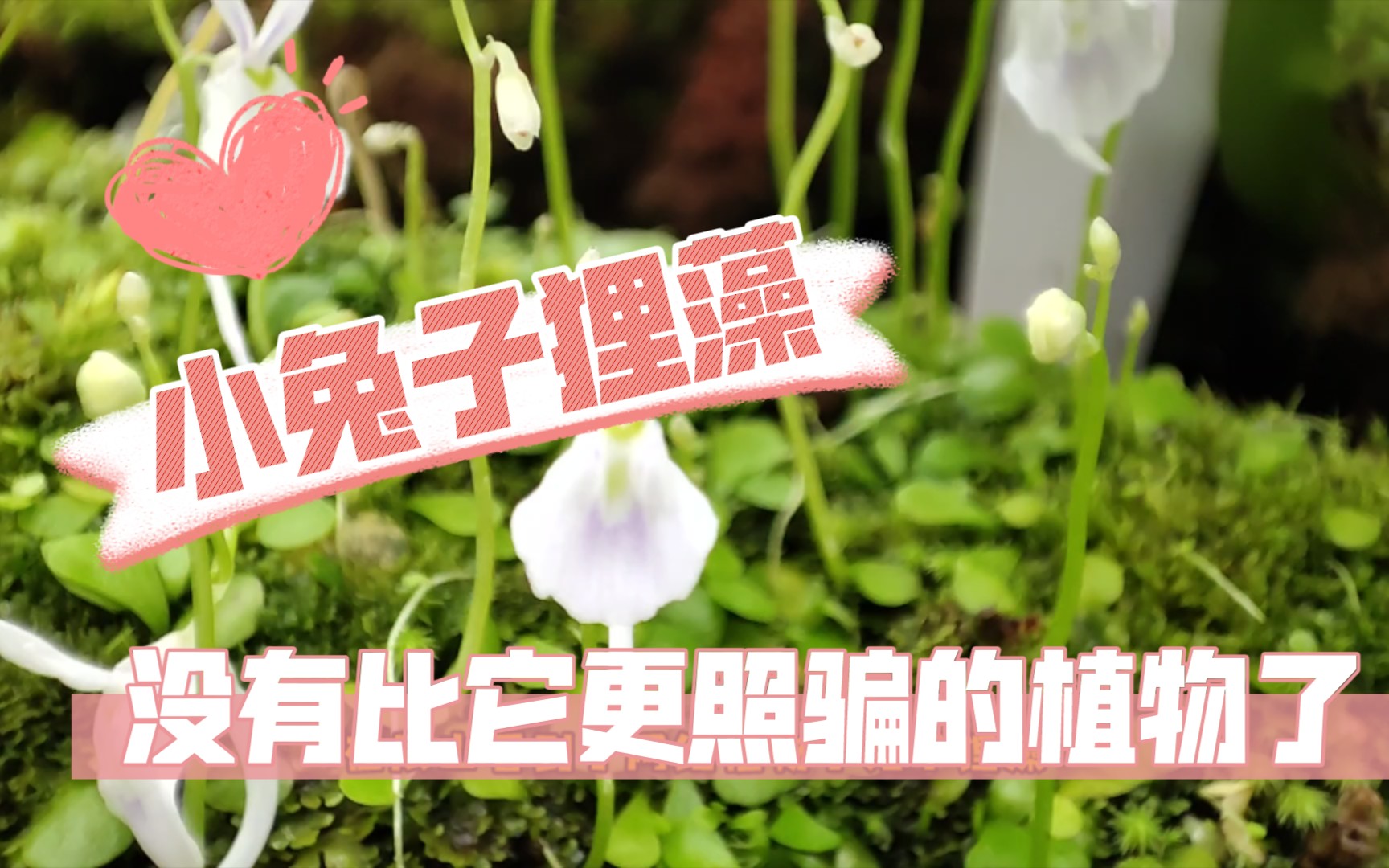 网红照骗植物“小兔子狸藻”哔哩哔哩bilibili