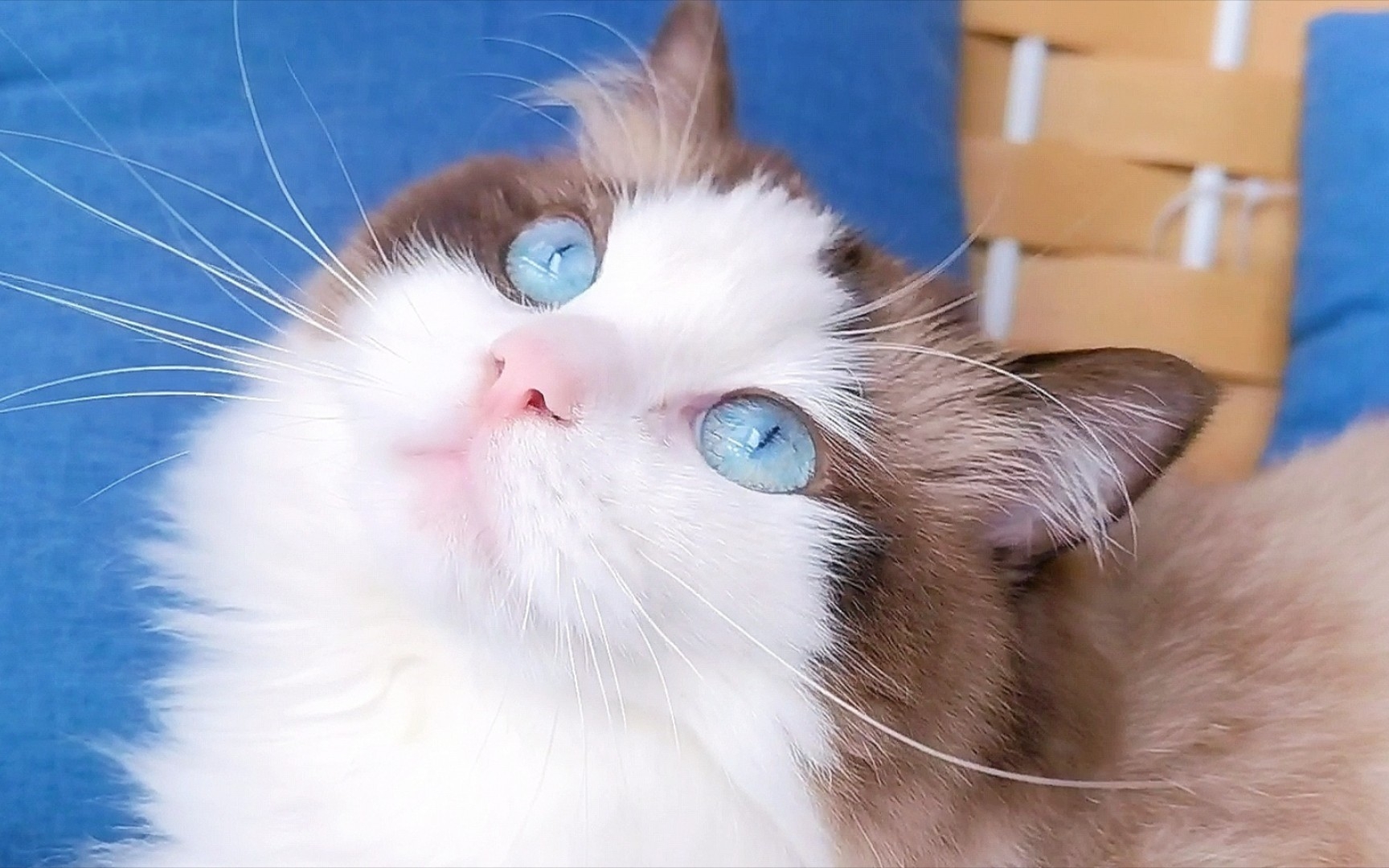 【撸猫】冰蓝色眼睛的仙女猫