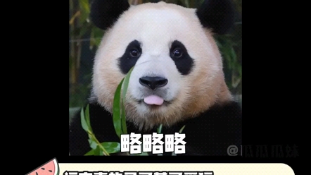 福宝是什么搞笑女!"大熊猫