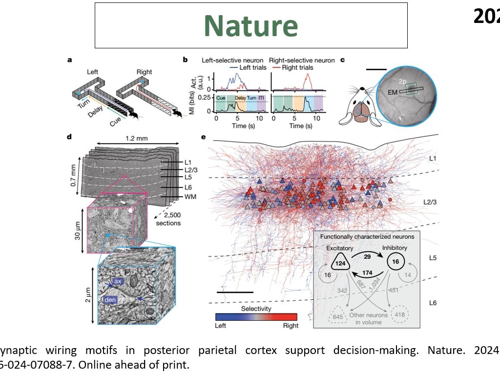 Nature—大脑高级功能研究重磅:后顶叶皮层通过形成特定的突触连接模块以辅助大脑决策哔哩哔哩bilibili
