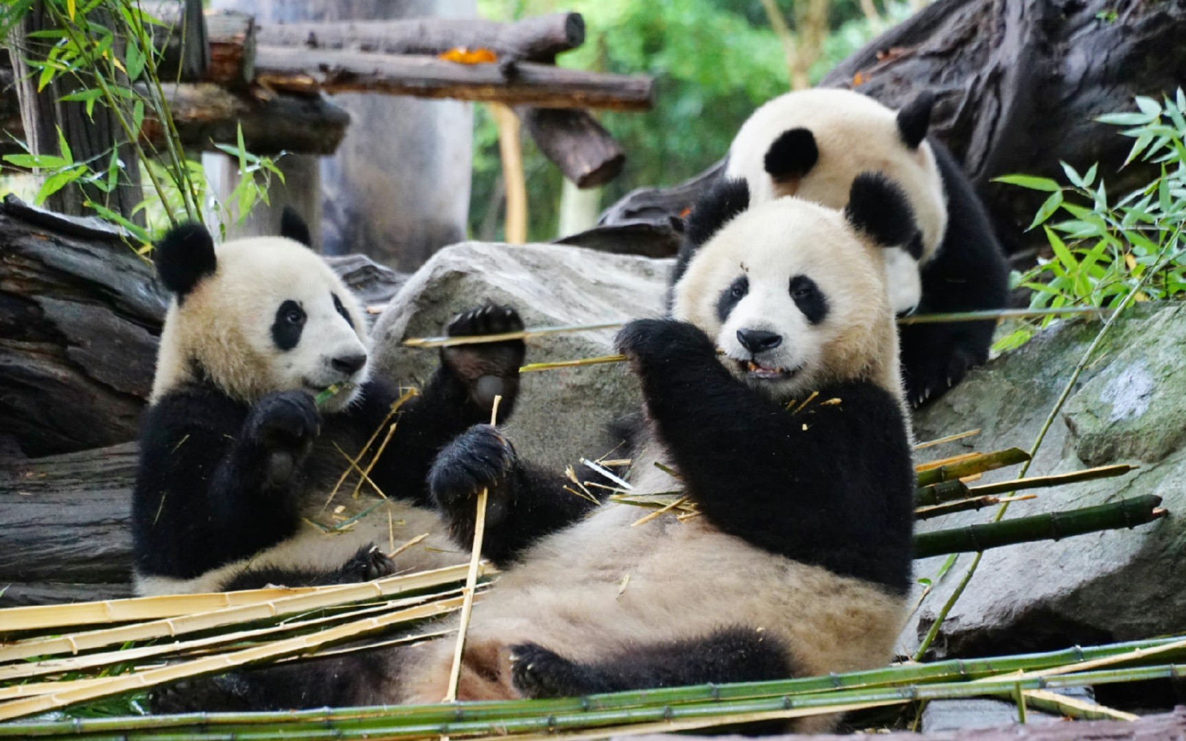 喜豆妈妈和孩子们的早餐时间 大熊猫喜豆巢天骄顿顿_哔哩哔哩_bili