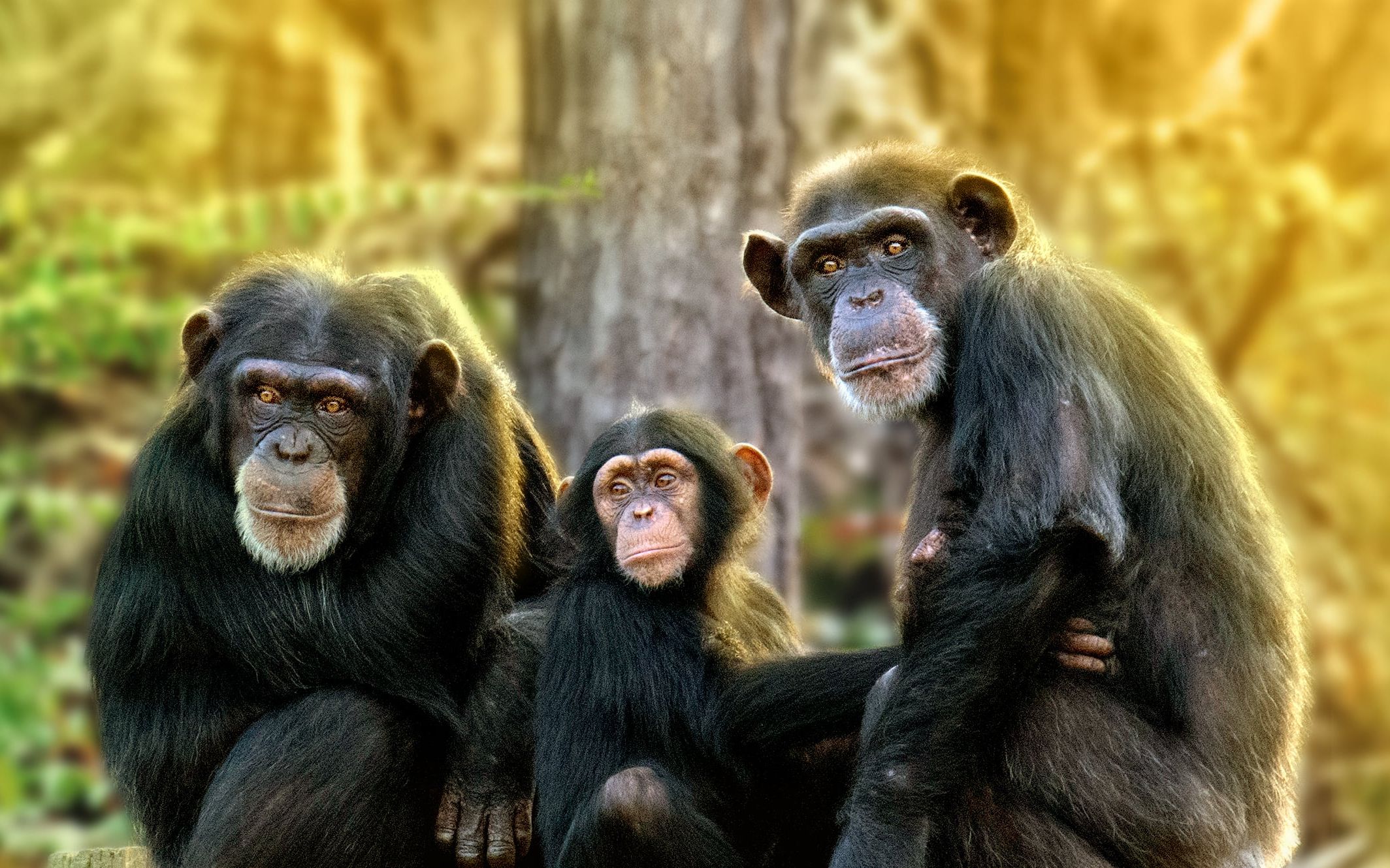 [图]和黑猩猩见面 Meet the Chimps