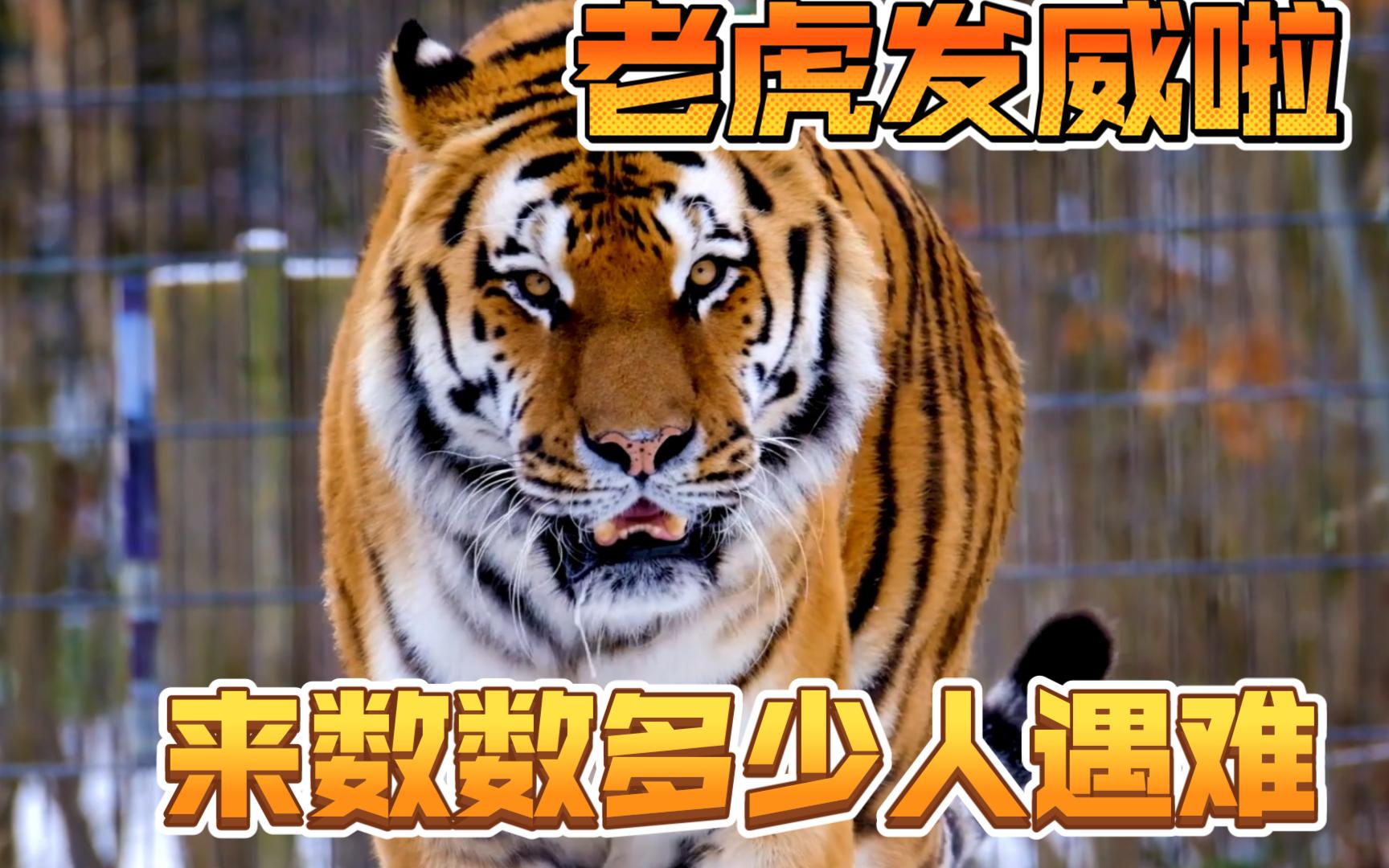 老虎哥哥发威啦,来数数这一分钟吃了多少人?