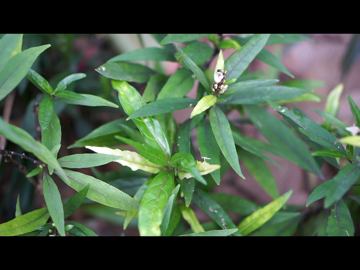路边常见植物——小驳骨(爵床科)_哔哩哔哩_bilibili