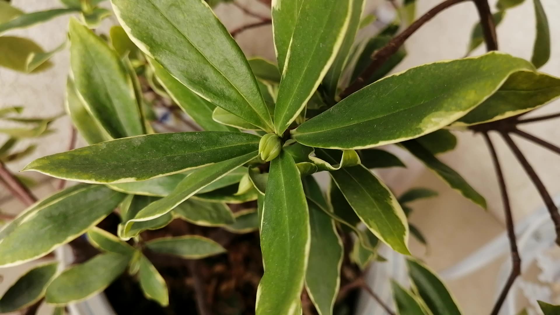 来阳台上看看金边瑞香,开始出现花苞了,期待花开