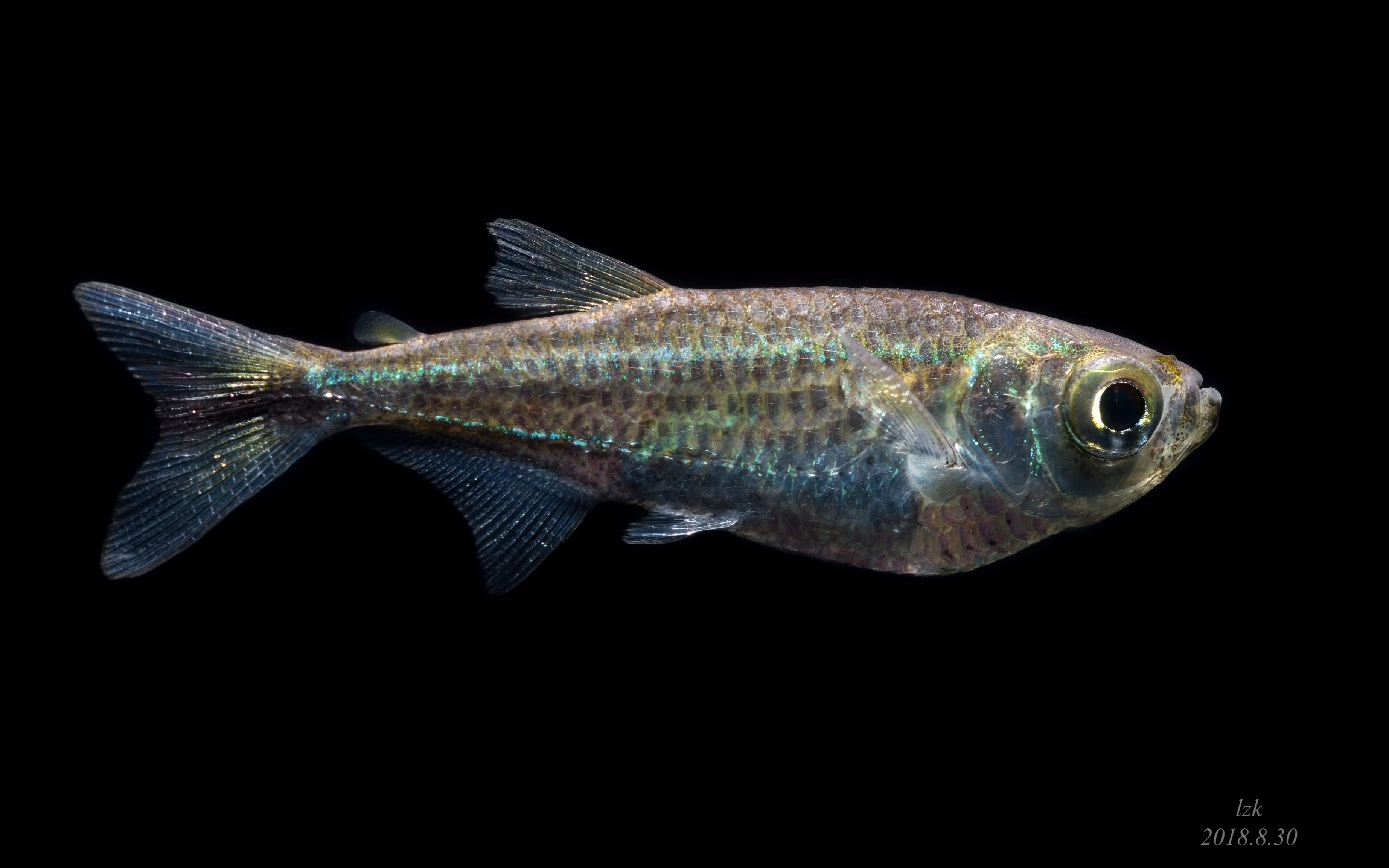 【自家鱼缸】 【灯鱼】 【热带鱼】皇冠斧头 (一开始以为是龙船灯