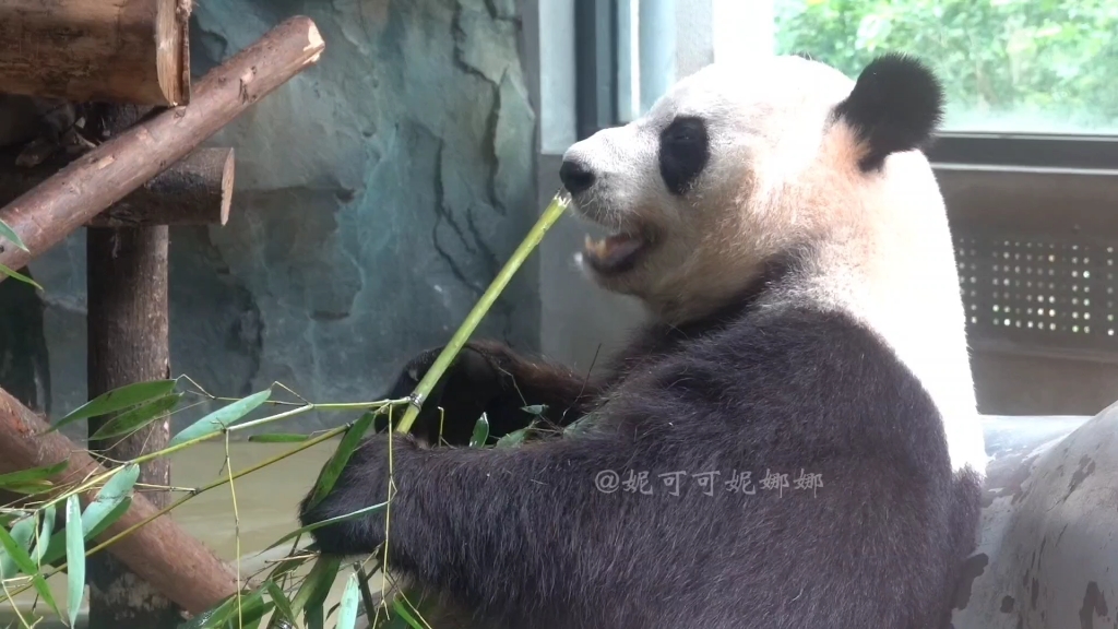【大熊猫妮娜】可爱的娜娜小仙女吃午餐,最近又瘦又黄又糙,什么时候