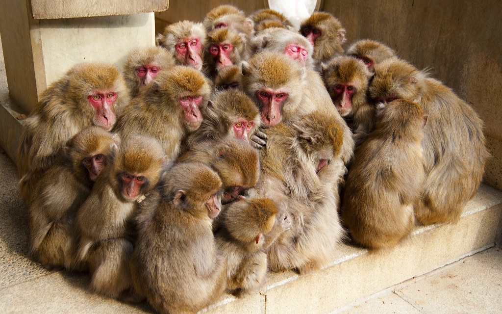 一周一城——大分(8)西大分駅【高崎山自然动物园】