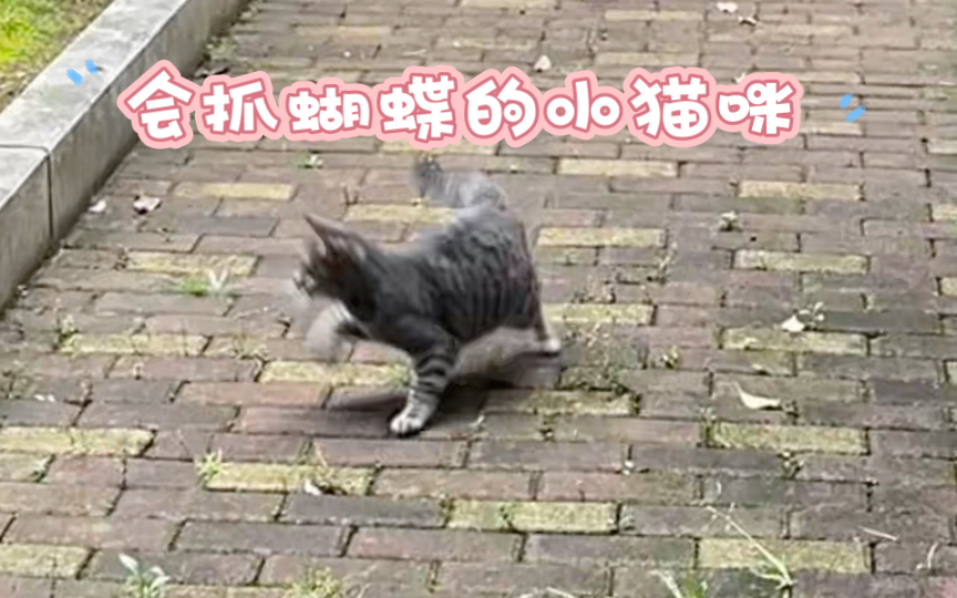 小猫抓蝴蝶教程哔哩哔哩bilibili