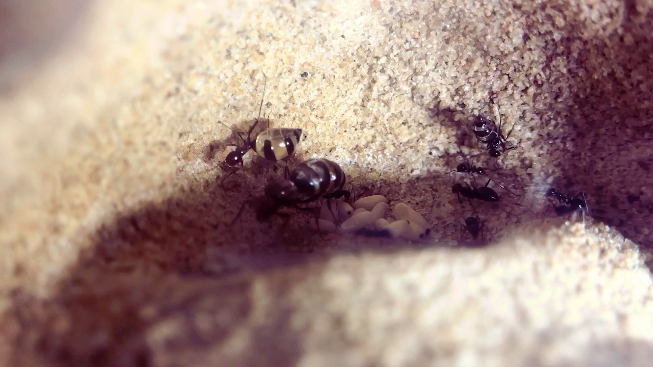 美国的玉米毛蚁进化史