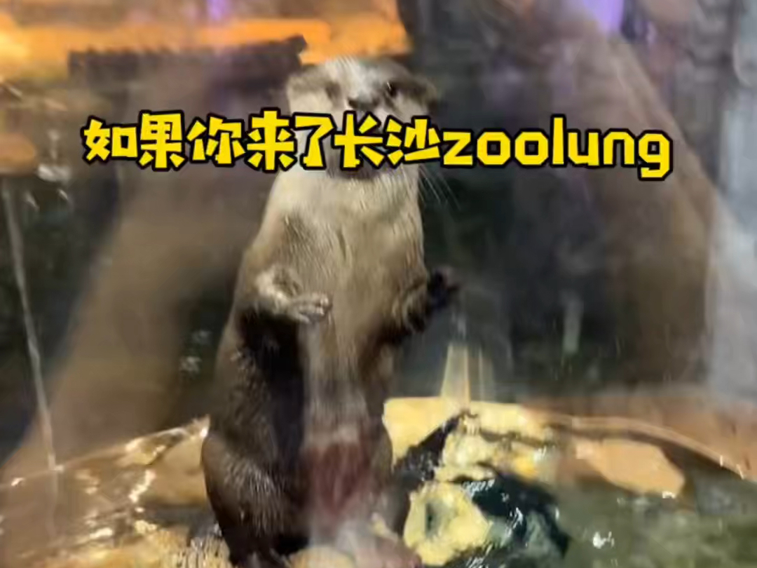 来了长沙zoolung,这些都能互动!哔哩哔哩bilibili