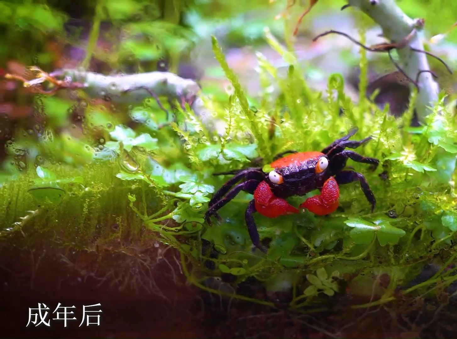 外国博主详细讲解,恶魔蟹的习性、食物、环境、温度、湿度、繁殖、寿命等信息哔哩哔哩bilibili