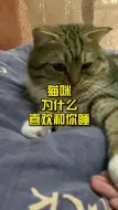 猫咪为什么喜欢和你睡？