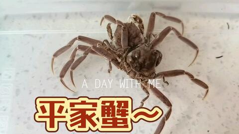 胆小的武士 日本平家蟹 哔哩哔哩 Bilibili 胆小的武士 日本平家蟹 哔哩哔哩 Bilibili