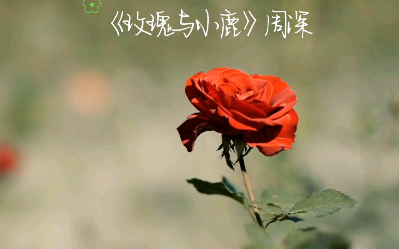 周深《玫瑰与小鹿》(童话世界)哔哩哔哩bilibili