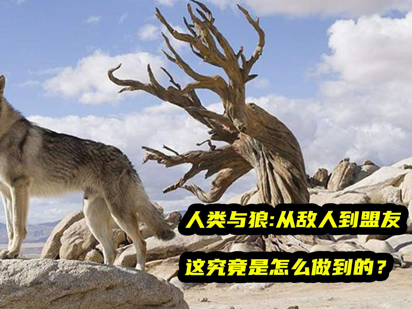 人类与狼:从敌人到盟友,这究竟是怎么做到的?哔哩哔哩bilibili