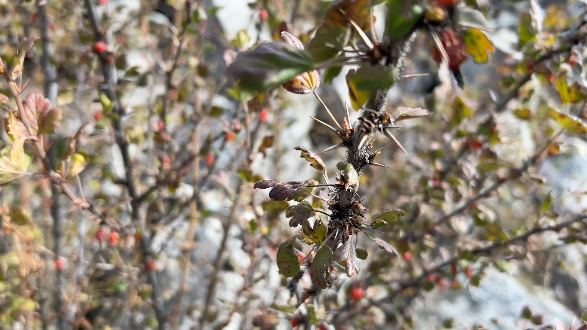西藏植物記錄之林芝植物-某茶藨子(茶藨子科茶藨子屬)