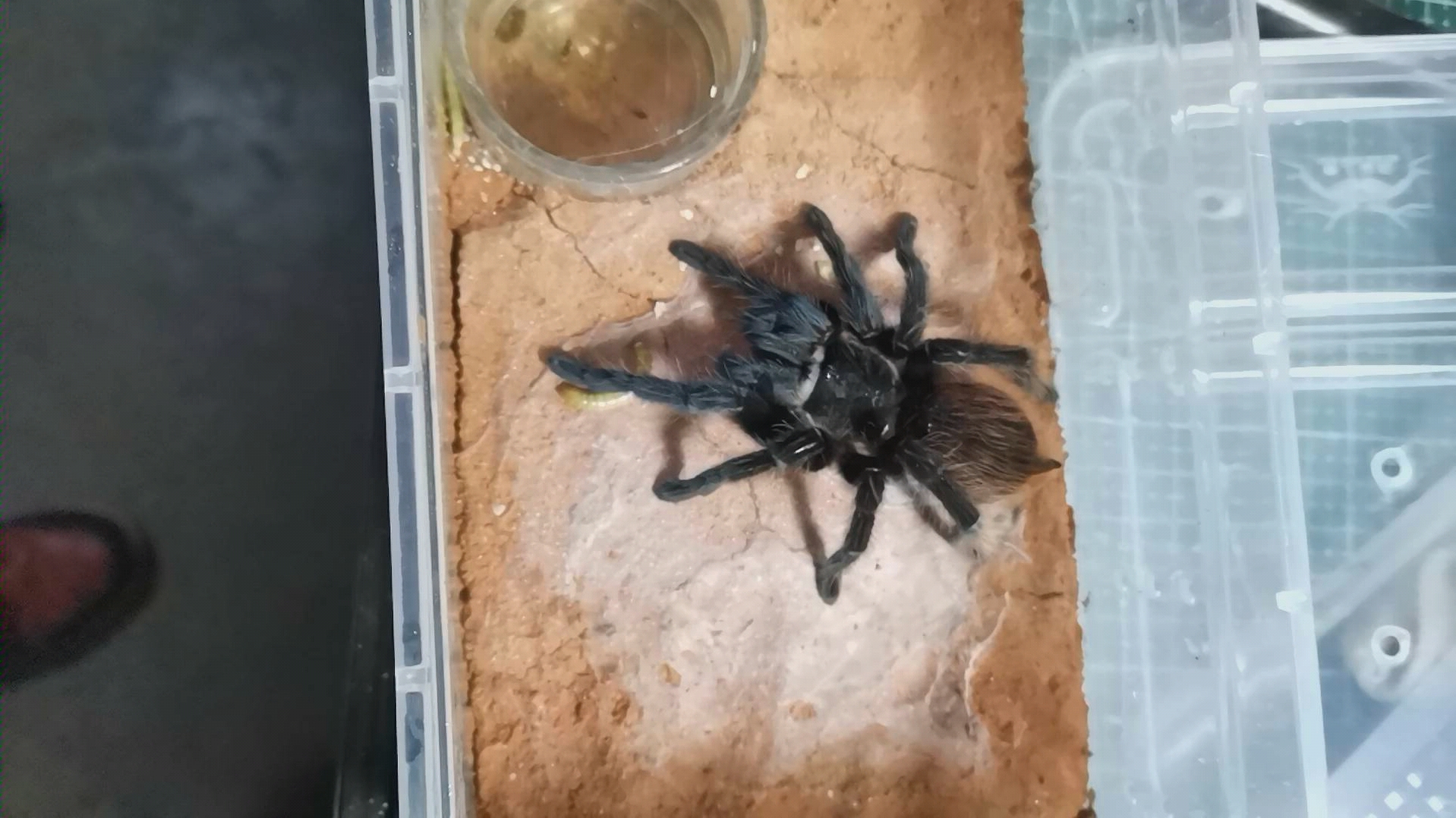 墨西哥红尾蜘蛛,蜕皮大概两个星期了_哔哩哔哩 (゜-゜)つロ 干杯