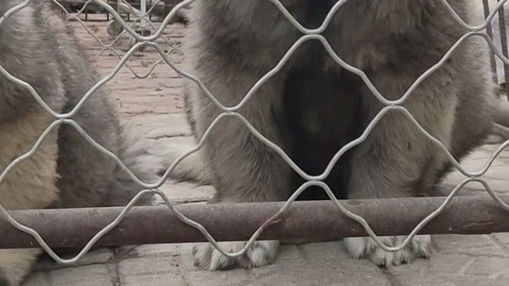 纯种大型猛犬高加索牧羊犬俄罗斯护卫犬高加索牧羊犬幼犬哔哩哔哩bilibili