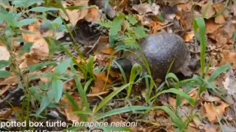 Скачать видео: 斑点箱龟（南部箱龟）星点箱龟