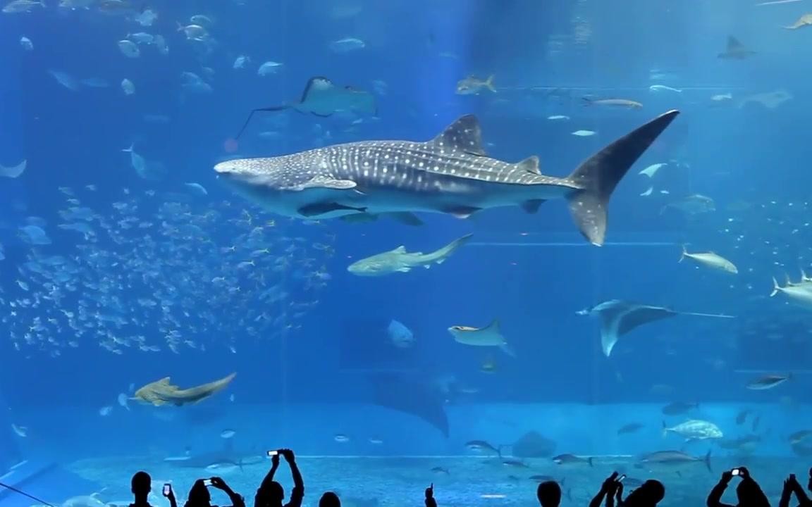 [图]【室内乐】水族馆（圣桑 动物狂欢节）