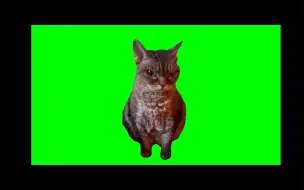 Download Video: 猫meme 绿幕素材