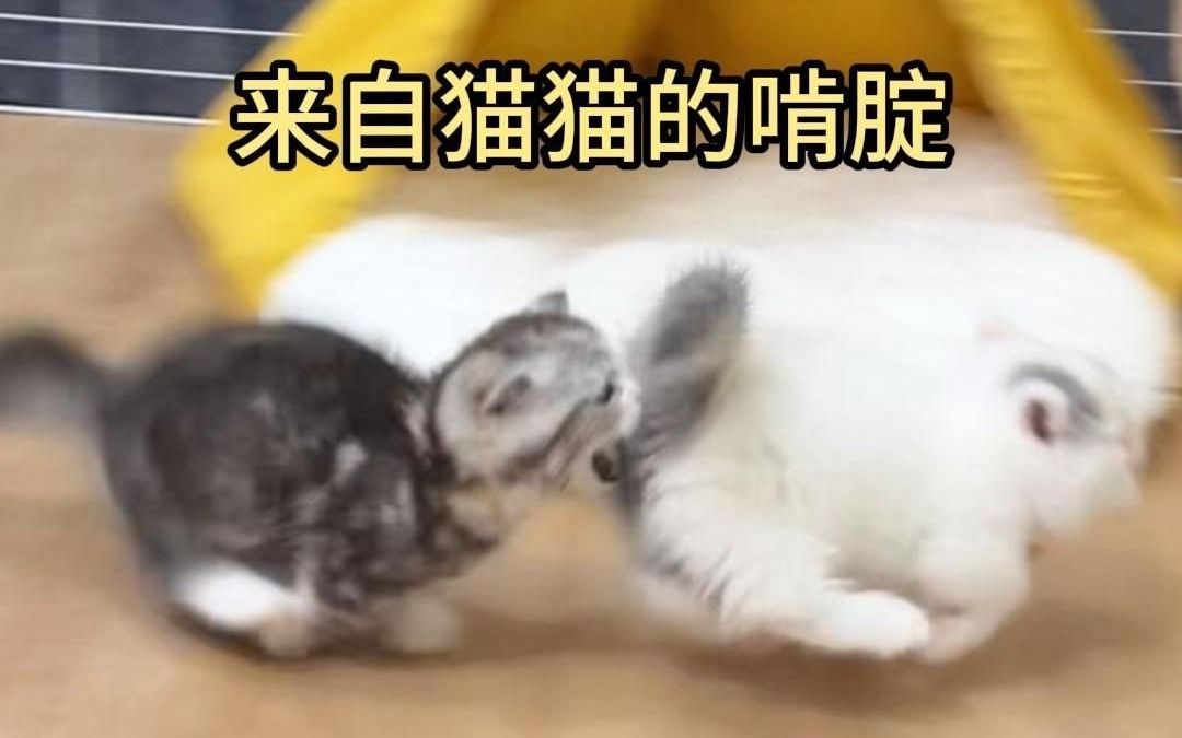 来自猫猫的啃腚哔哩哔哩bilibili