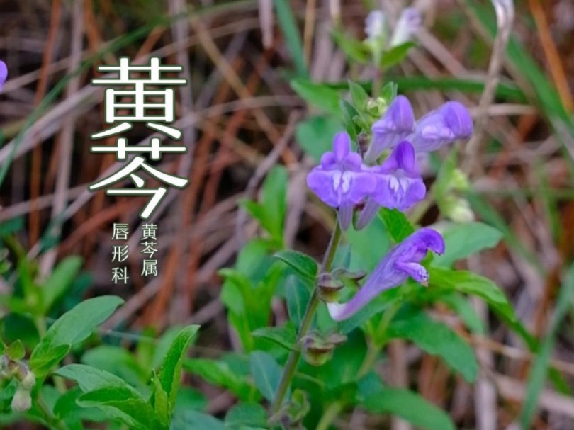 黄芩跟黄芪是两种不同的植物哦.哔哩哔哩bilibili