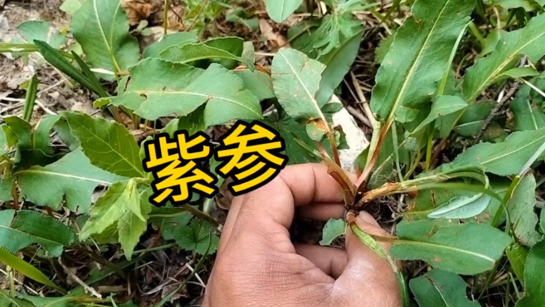 如果你在户外遇到这种植物,一定要晚点回家!他叫草河车,也叫紫参,一起认识一下哔哩哔哩bilibili