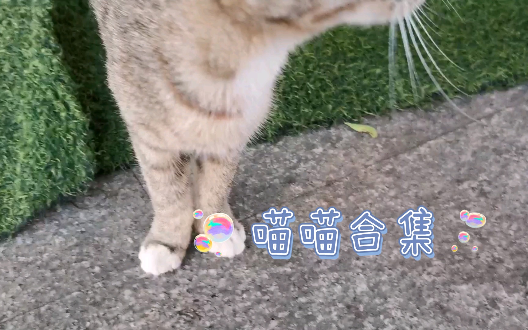 遇到的小猫咪 叫 声 合 集哔哩哔哩bilibili