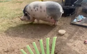 Скачать видео: 她还是那么爱挠肚肚