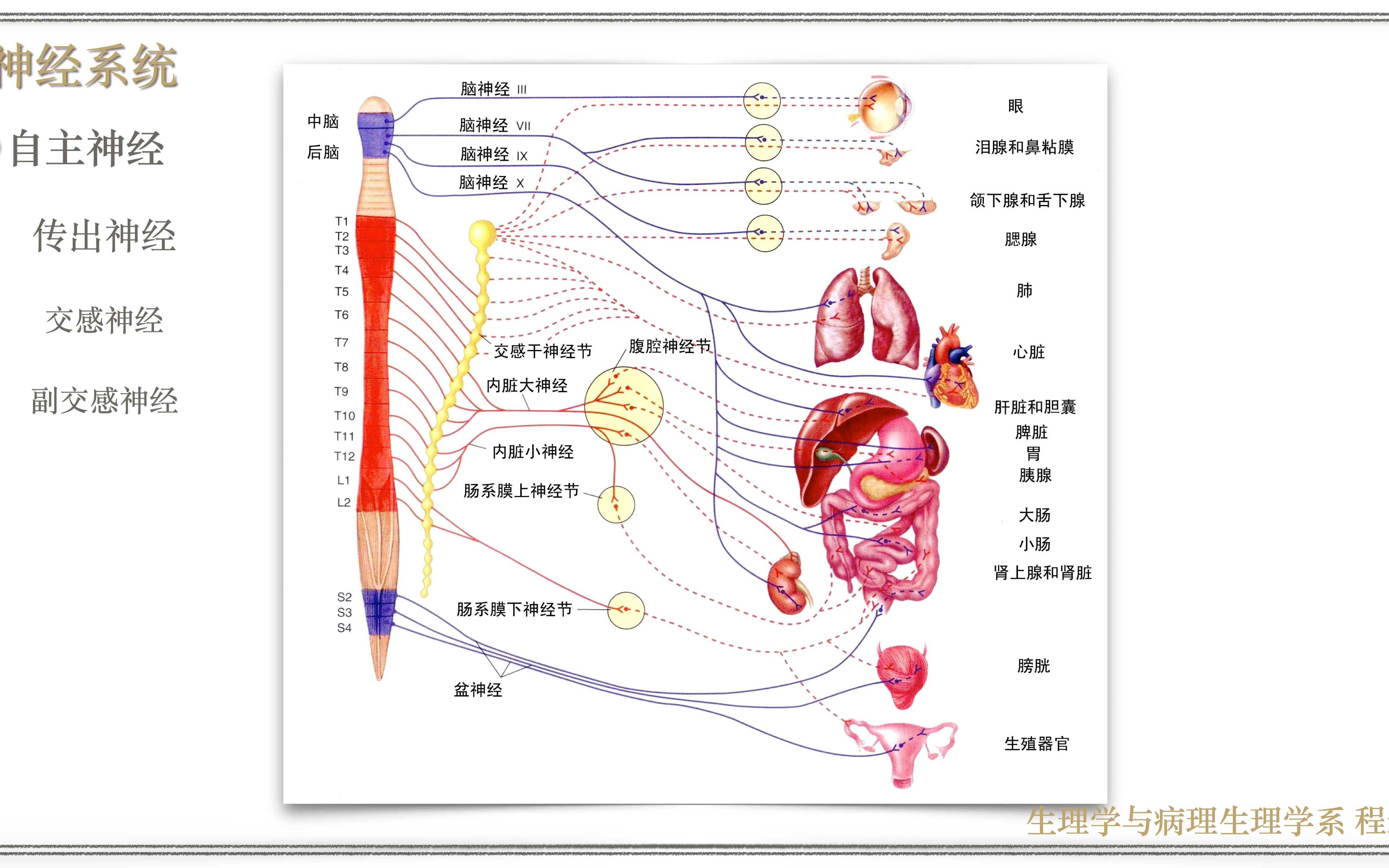 神经系统20自主神经哔哩哔哩bilibili